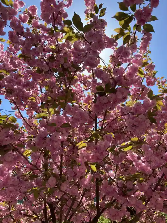 金櫻神社(山梨県)