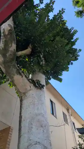 辨戝天女(京都府)