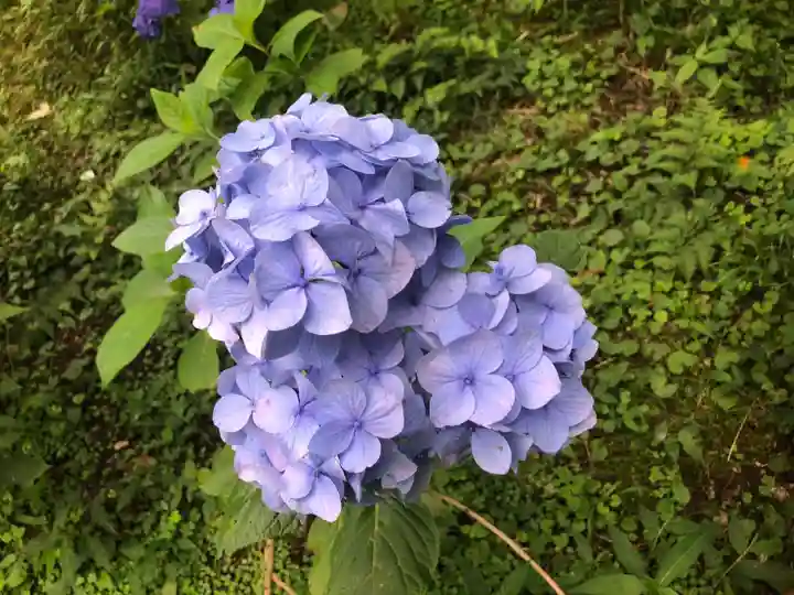 三千院門跡の自然