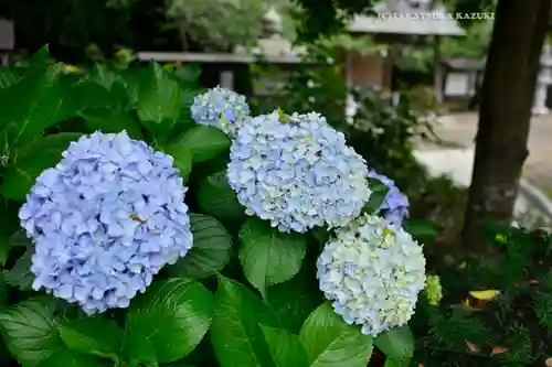 鎌数伊勢大神宮(千葉県)