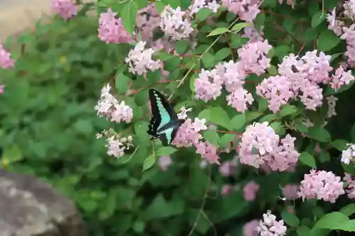 沙沙貴神社の自然