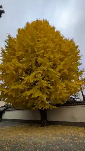 本法寺(京都府)