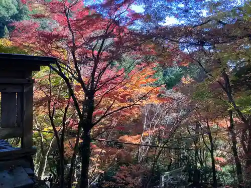 大矢田神社の自然