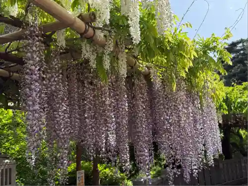 観音山慈眼院（高崎観音）(群馬県)
