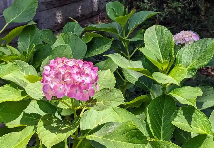 西台天祖神社(東京都)