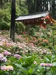 三室戸寺(京都府)