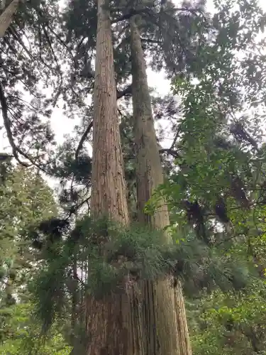 高野山金剛峯寺奥の院の自然