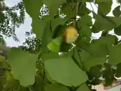 賀羅加波神社の自然