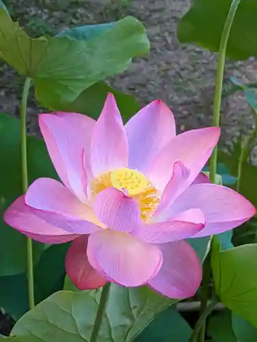 法金剛院(京都府)