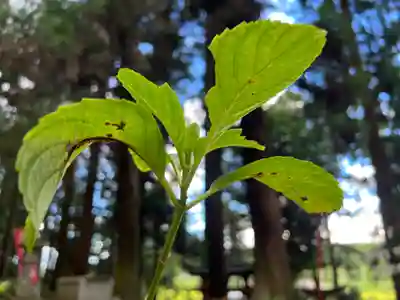 大宮温泉神社(栃木県)