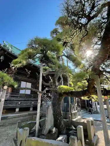 題経寺（柴又帝釈天）の自然