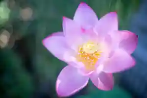 大久保山 自性院の自然(2022年09月19日(月) 13時20分16秒投稿)