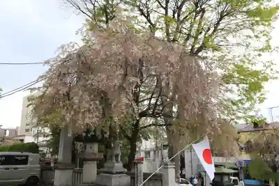 櫻山神社の景色