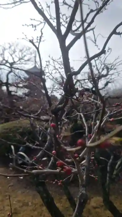 東寺(教王護国寺)の自然