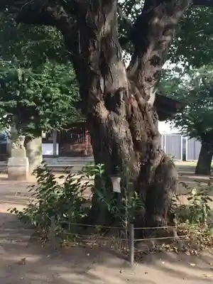 白山神社のその他建物