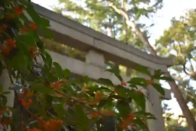 代々木八幡宮の鳥居