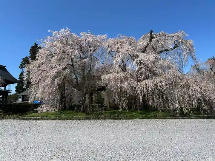 安養寺の{uncategorized: "未分類", other: "その他", undefined: "問題あり", building: "その他建物", grave: "お墓", sacred_gate: "鳥居", guardian: "狛犬", statue: "像", buddha: "仏像", history: "歴史", nature: "自然", garden: "庭園", animal: "動物", pagoda: "塔", temizu: "手水舎", mountain_gate: "山門・神門", sanctuary: "本殿・本堂", subordinate: "末社・摂社", art: "芸術", scenery: "景色", jizo: "地蔵", ema: "絵馬", goshuin: "御朱印", omikuji: "おみくじ", items: "授与品その他", amulet: "お守り", goshuincho: "御朱印帳", eats: "食事", festival: "お祭り", votive_dance: "神楽", shichigosan: "七五三参", wedding: "結婚式", experience: "体験その他", initially: "初詣", around: "周辺", anti_infection: "感染症対策"}