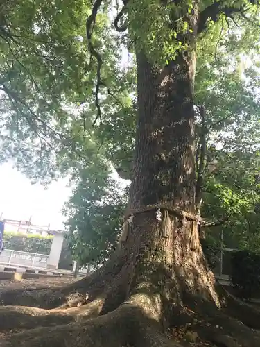 丹比神社の自然