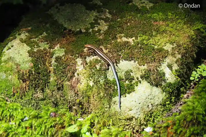 西明寺(滋賀県)