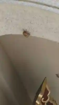 駒形神社(静岡県)