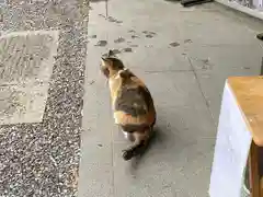 前玉神社の動物