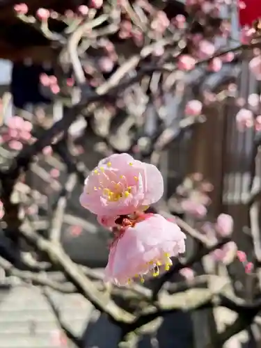 善國寺(東京都)