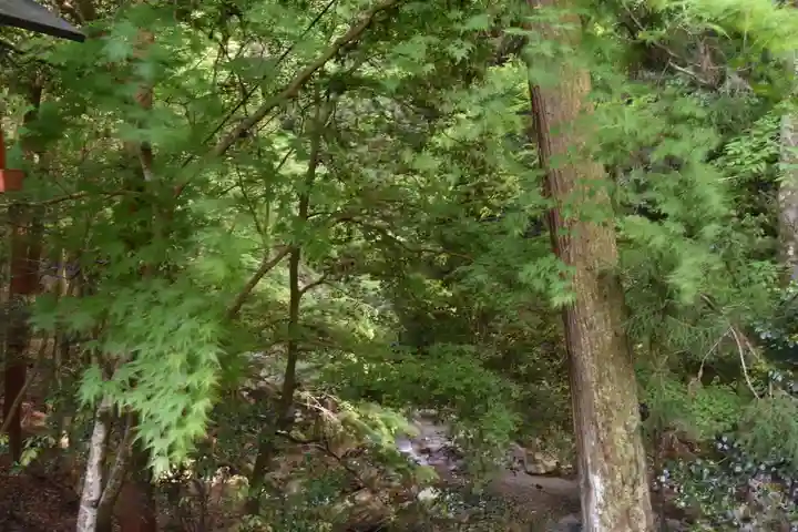 日吉大社の自然