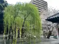 頂法寺(六角堂)の自然