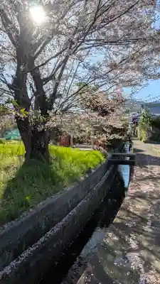 小唐崎神社(滋賀県)