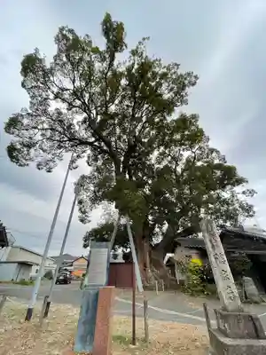 隠家の森の自然