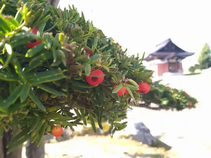 雨竜 専福寺(北海道)