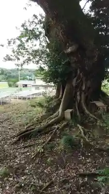 香取神社の自然