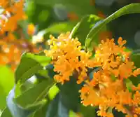 今市報徳二宮神社(栃木県)