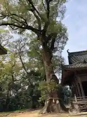 伊豫神社(愛媛県)