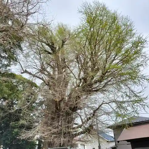 鶴嶺八幡宮(神奈川県)