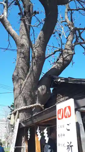 札幌諏訪神社の自然