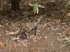 玉村八幡宮の動物