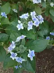 元郷氷川神社の自然