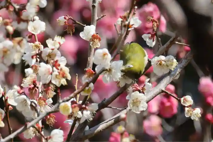 梅林寺(福岡県)