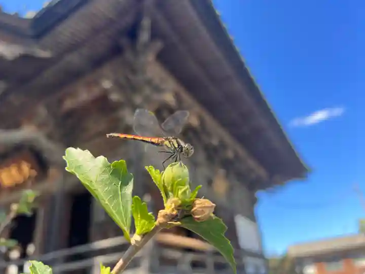 秩父札所十三番 慈眼寺の動物