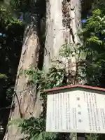 倉見神社の自然