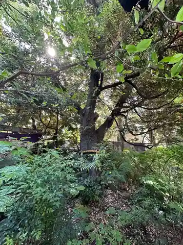 東京大神宮(東京都)