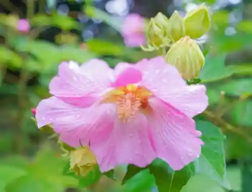 南原寺(山口県)