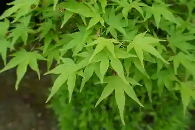 達磨堂 円福寺 (京都府)