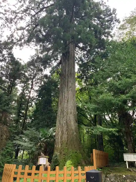 須山浅間神社の自然