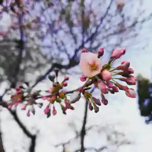 壽徳寺 じゅとくじの自然(2021年04月15日(木) 08時16分46秒投稿)