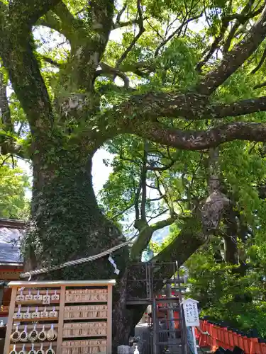 熊野那智大社の自然