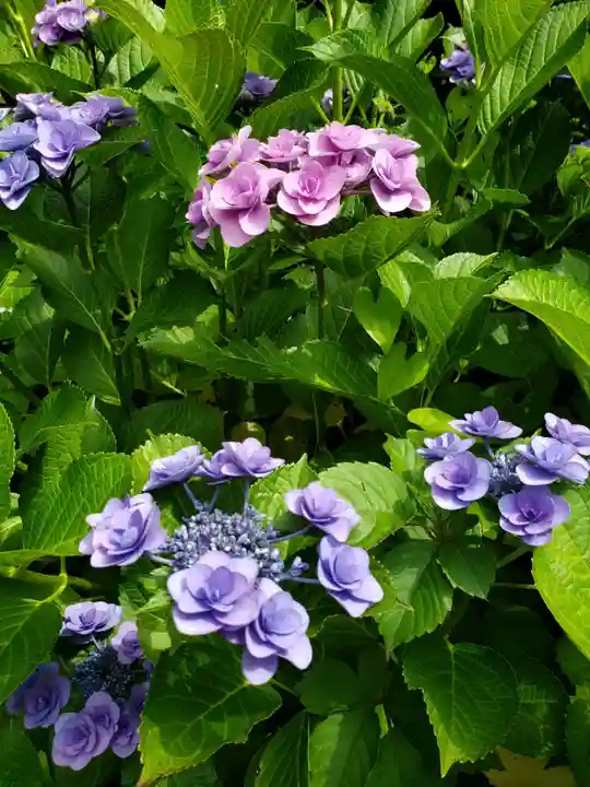 白金氷川神社(東京都)
