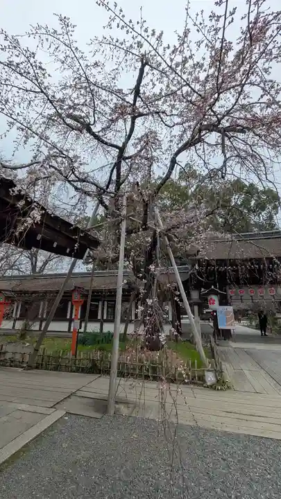 平野神社(京都府)