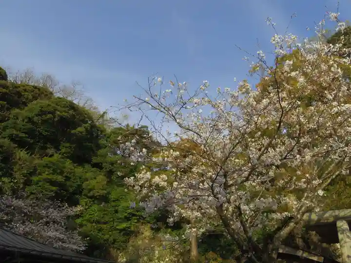 銭洗弁財天宇賀福神社の自然